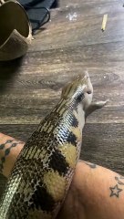 Skink is High Centered on Forearm