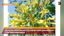 Plantas medicinales utilizadas como analgésicas y antiinflamatorias