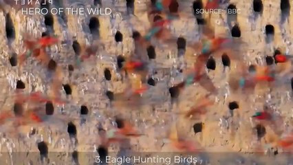 9 Moments Animal Hunting, Bird, lion, eagle, crocodile, wild dogs