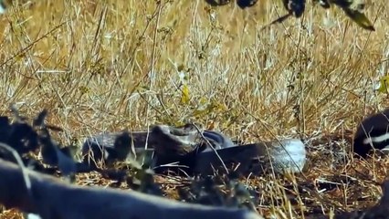 12 Moments Little Animals Defeat The Hunter