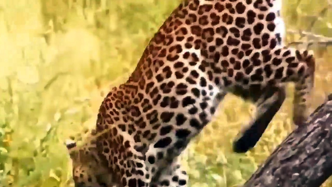 10 Times Wild Animals Surrounds Its Prey So It Can't Escape