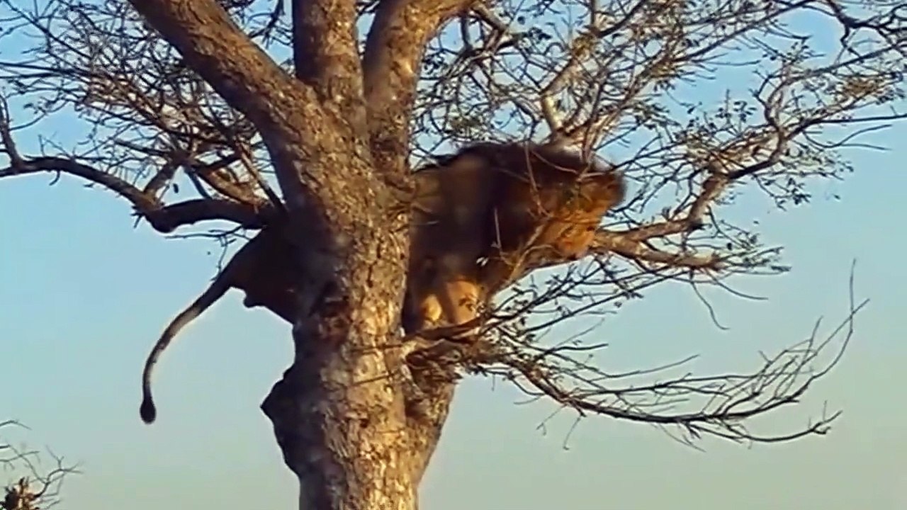 Crazy Moments Of Wild Animals 2022 - Elephant vs lion, leopard vs deer, eagle