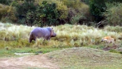 10 Prey Attacked By Lion So Brutally Caught On Camera