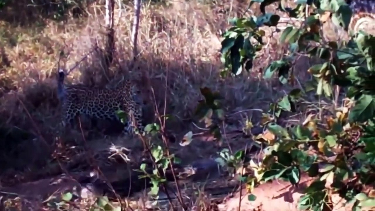 Python Swallowing Leopard Cubs While Mother Leopard Hunting Baby Monkey