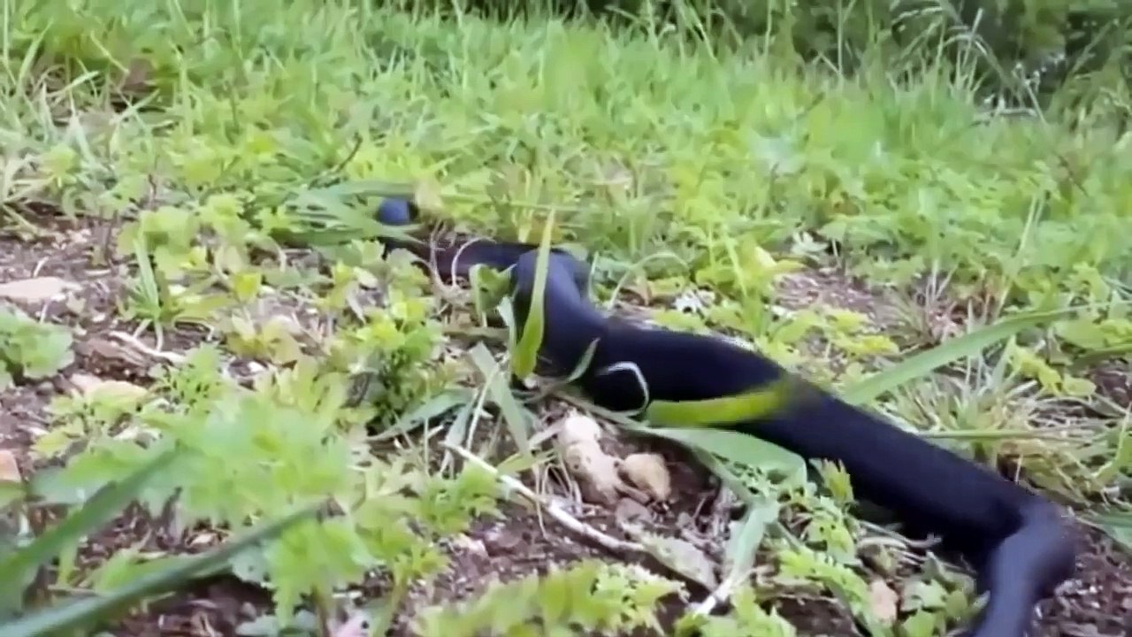 Lion Try To Save Her Cubs From The World's Most Venomous Snakes, But...