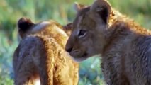 Mother Leopard And Her Cub Died Tragically When Trying To Attack The Python and Lion