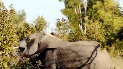 The Best Of Animal Attack 2022 - Most Amazing Moments Of Wild Animal! Wild Discovery Animal p17