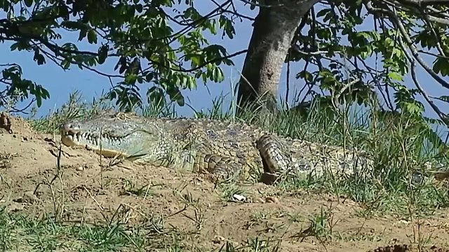 The Best Of Animal Attack 2022 - Most Amazing Moments Of Wild Animal! Wild Discovery Animal p18