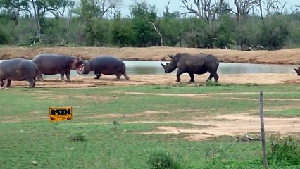 Most Amazing Moments Of Wild Animal 2022 - Wild Discovery Animals p6