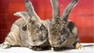 Dozens of giant pet rabbits were 'bred to be eaten' in a filthy house