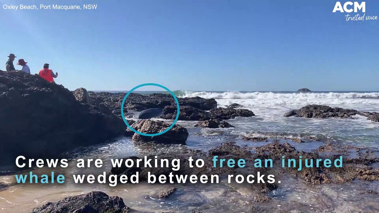 Crews work to free injured whale near Oxley Beach, Port Macquarie | July 29, 2022 | Port Macquarie News