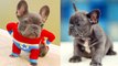 FUNNY BULLDOG PUPPIES  Cute and Funny French Bulldogs doing funny things