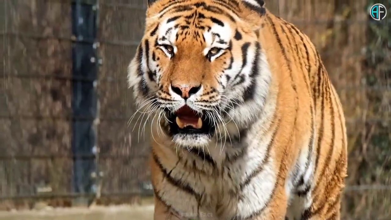 जानवरों से जुड़े 10 गजब के तथ्य  10 Most Amazing Facts About Animals  Unknown Facts About Animals