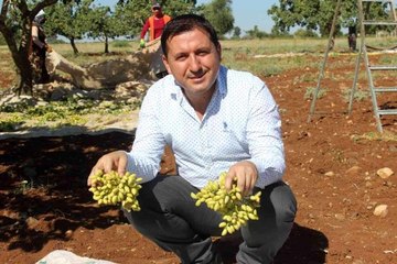 Kilis'te 'Boz' fıstık hasadı başladı