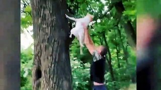 Crazy Animal playing video || Funny Animal Funny Moments #animal #dog #dogs #cat #cats #pet