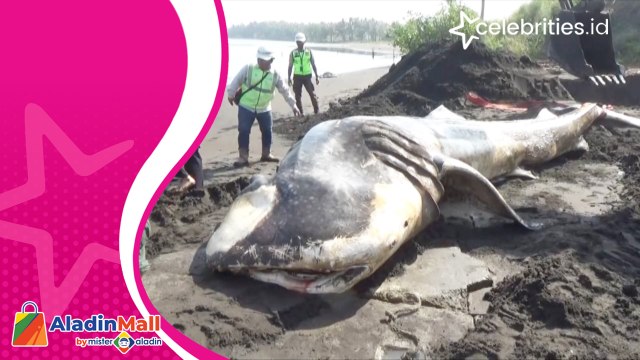 Hiu Tutul Ditemukan Mati di Pantai Congot dengan Bekas Luka, Ini Penyebabnya