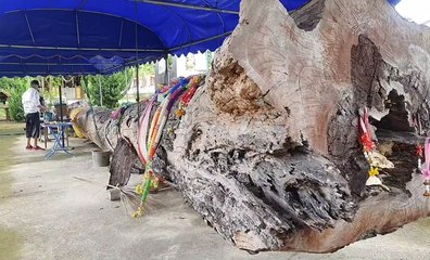 เลขเด็ดหวยเด็ดงวดนี้ แห่ขอโชค เจ้าพ่อตะเคียนทอง-เจ้าแม่ตะเคียนคำ อายุ 500 ปี