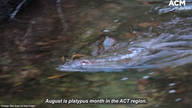 Volunteers wanted for platypus month in the ACT | July 29, 2022 | Canberra Times