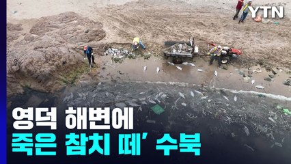 [더뉴스] 영덕 해변에 '죽은 참치 떼' 수북...사연은? / YTN