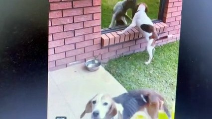 Two beagles enjoy their freedom, after being rescued from a cage.