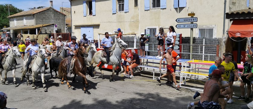 Gallician arrivée abrivade manade Aubanel