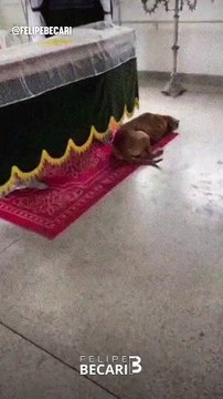 Cão fica ao lado do caixão no velório do dono. Veja o vídeo
