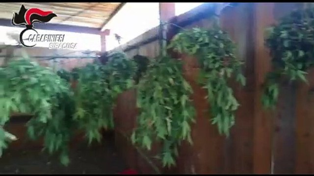Piantagione di droga in un ovile di Priolo, arrestato un allevatore arrestato