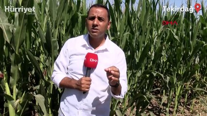 Mısır 'çayır tırtılı' tehdidi altında