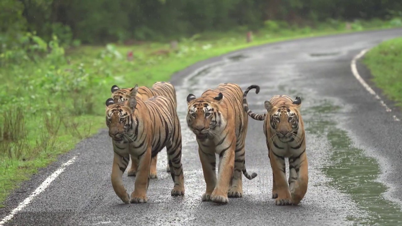 InternationalTigerDay