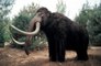 Can scientists bring Mammoths back from extinction?
