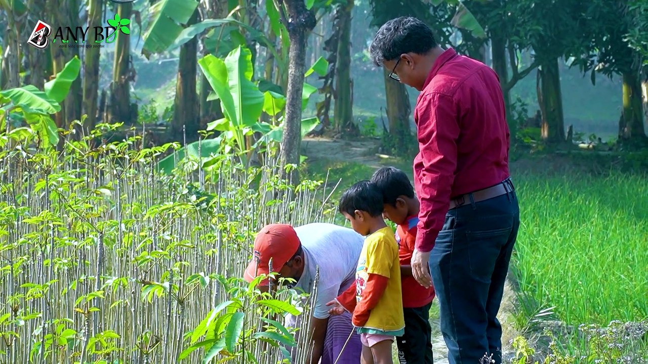 গাছের শিকড় বিক্রি ২ লক্ষ টাকায় । কিভাবে এই ওষধী গাছ চাষ করবেন। শিমুল গাছের চাষ হচ্ছে নাটোরে