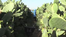 Filistin'de Hint inciri hasadı
