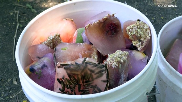 Zoológico em Israel dá fruta congelada aos animais por causa do calor