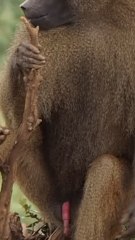 Kenya : les babouins mâles qui ont des amiEs ont une meilleure espérance de vie - verticale