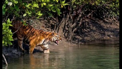 সুন্দরবন কে নিয়ে লেখা একটি সুন্দর কবিতা  ♥️