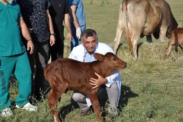 Zavot ırklarına embriyo transferi