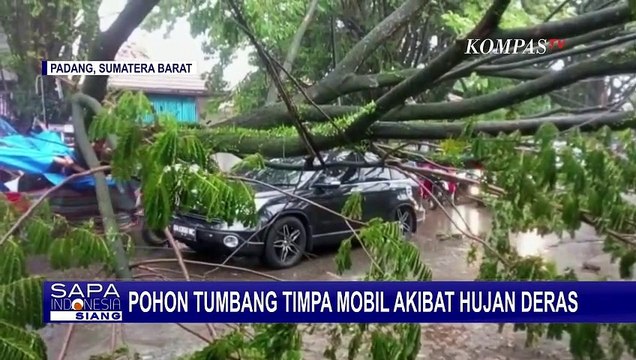 Hujan Deras Disertai Angin Kencang, Pohon di Kota Padang Tumbang dan Timpa 1 Unit Mobil!