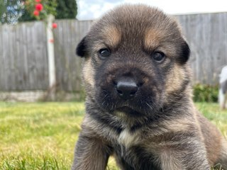 RSPCA Inspector Sara Jordan is offering round-the-clock care to the cute vocal puppy called Tippy who tries to talk to her new mum