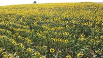 Yozgat haber! Yozgat'ta ayçiçeği ekim alanı 4,5 kat arttı