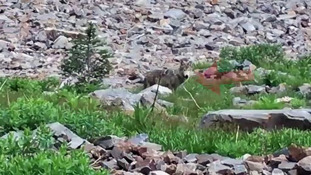 4 Wolf Encounters Way Too Scary To Handle