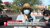 Cochabamba: Hallan muertas a varinas palomas en la Plazuela Cobija, temen envenenamiento