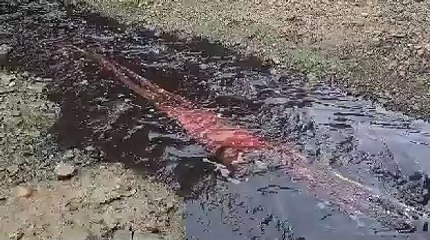 बारिश की आड़ में छोड़ा दूषित पानी, गुवारड़ी तक पहुंचा