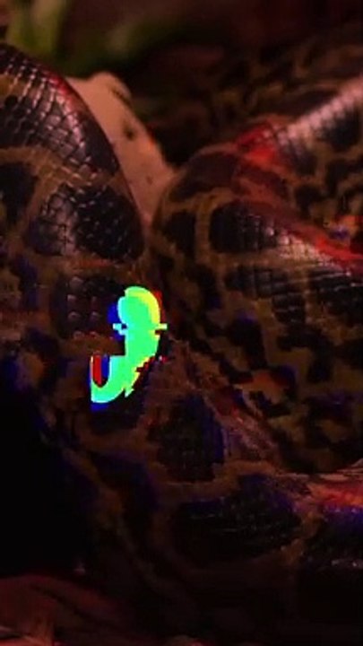 Dubai’s First Anacondas are here