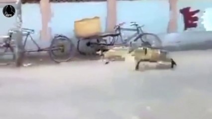 গুঁতিয়ে খুন করার অপরাধে ভেড়ার তিন বছরের জেল || রহস্য