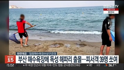 부산 해수욕장에 독성 해파리 출몰…피서객 39명 쏘여