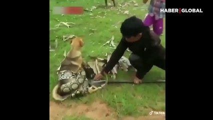 Dehşet anları: Dev piton köpeği sardı, insanlar seferber oldu!