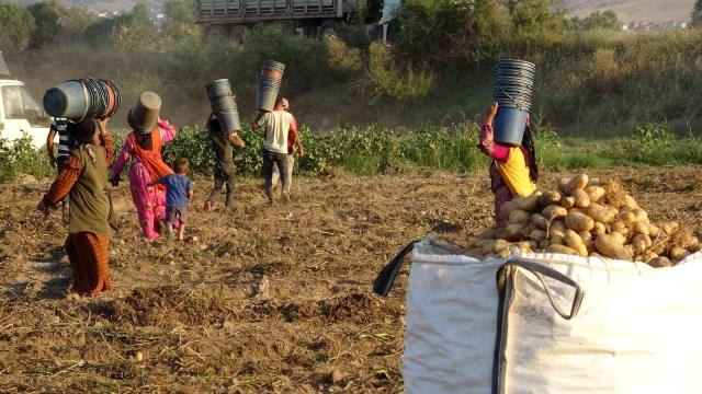 Patates, tarla fiyatıyla çiftçinin yüzünü güldürdü