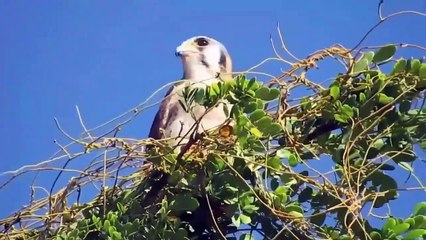 Haïti : Le Faucon Crécerelle (Malfini).