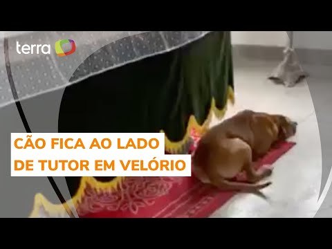 Cachorro fica ao lado de caixão do tutor em velório no ES