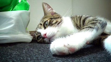 Lazy Kitten Plays with Ball